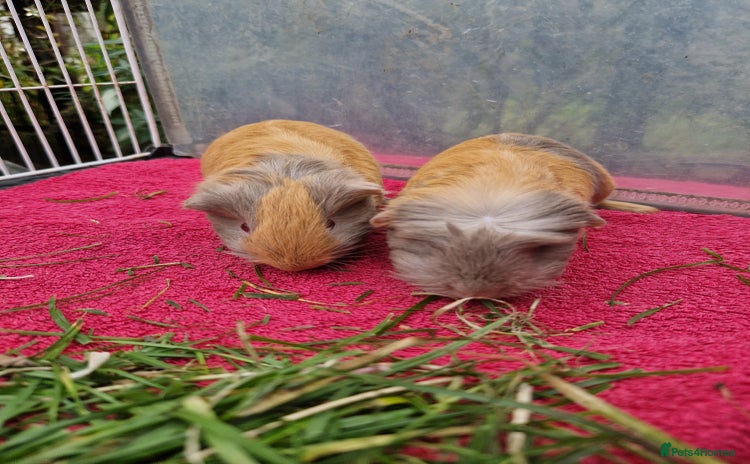 Guinea Pig rodents - Advert 1