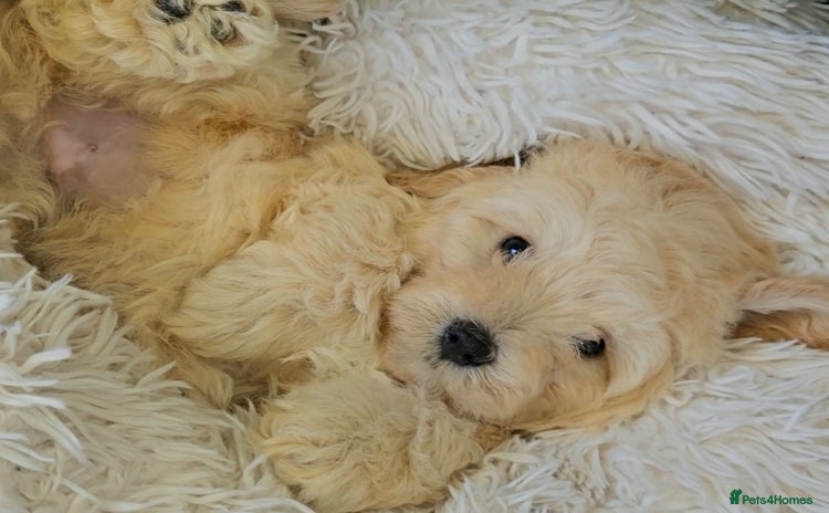 Maltipoo dogs - Advert 1