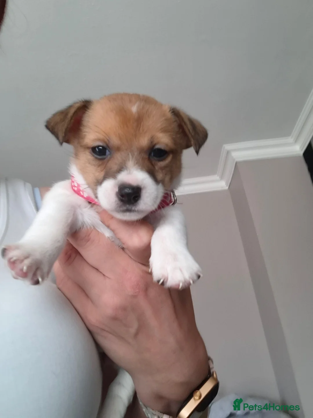 Jack Russell dogs for sale: Jack Russell pups - Advert 2