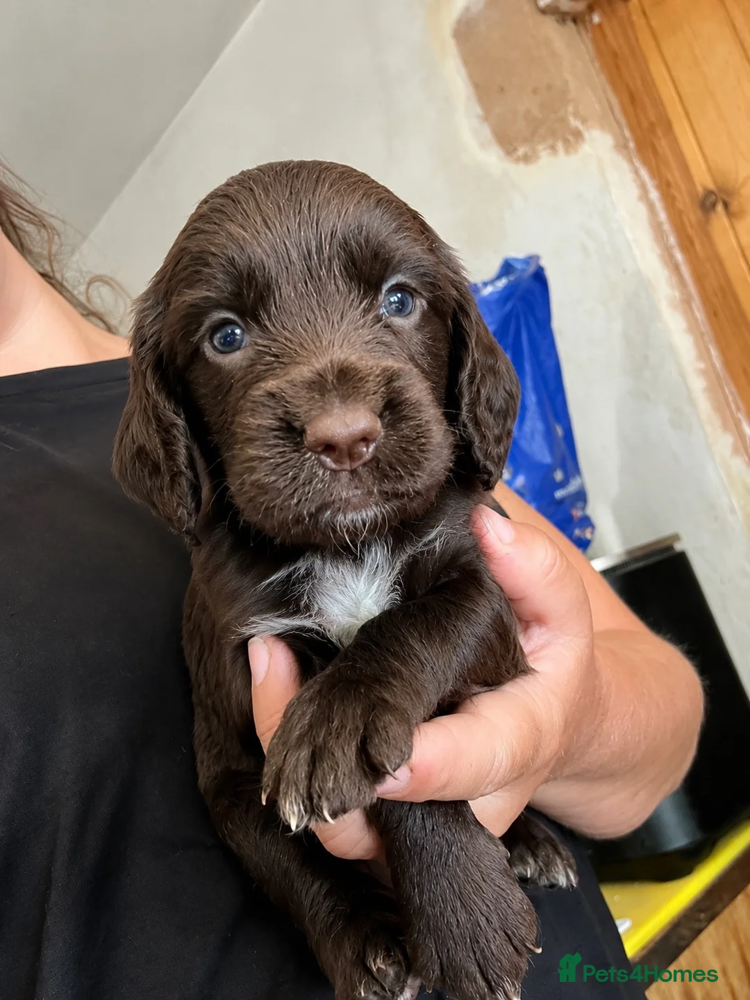 Cocker Spaniel dogs for sale: Ready to Leave, KC Working Cocker spaniels - Advert 2