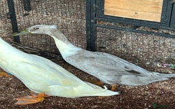 Ducks poultry for sale: Mixed breed ducks - Image 8