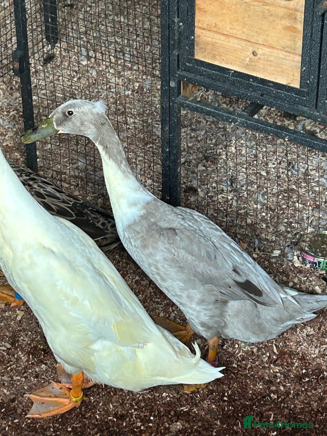 Ducks poultry for sale: Mixed breed ducks - Image 8