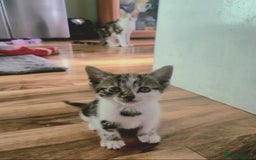 Mixed Breed cats for sale: Adorable 7 Mixed Breed Kittens 🐾 - Image 4