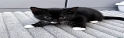 Mixed Breed cats for sale: Bonded Male Black & White Kittens  - Advert 3