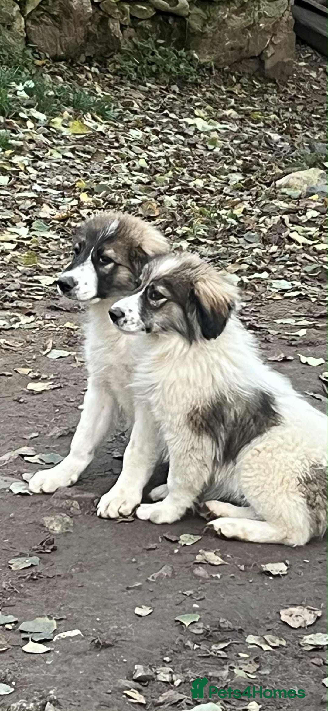 Mixed Breed dogs for adoption: Meet Hannah and Honey !!!  - Advert 10