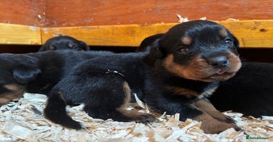 Rottweiler dogs - Advert 4