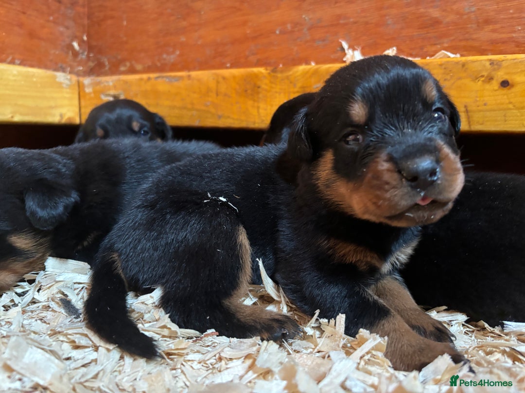 Rottweiler dogs for sale: Top Quality Rottweiler Puppies - Image 3
