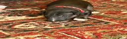 Bull Terrier dogs for sale: Beautiful puppy looking for forever home  - Advert 13