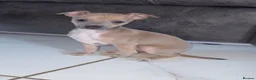 Italian Greyhound dogs for sale: (Only  girls)KC registered Italian greyhounds -  - Advert 4