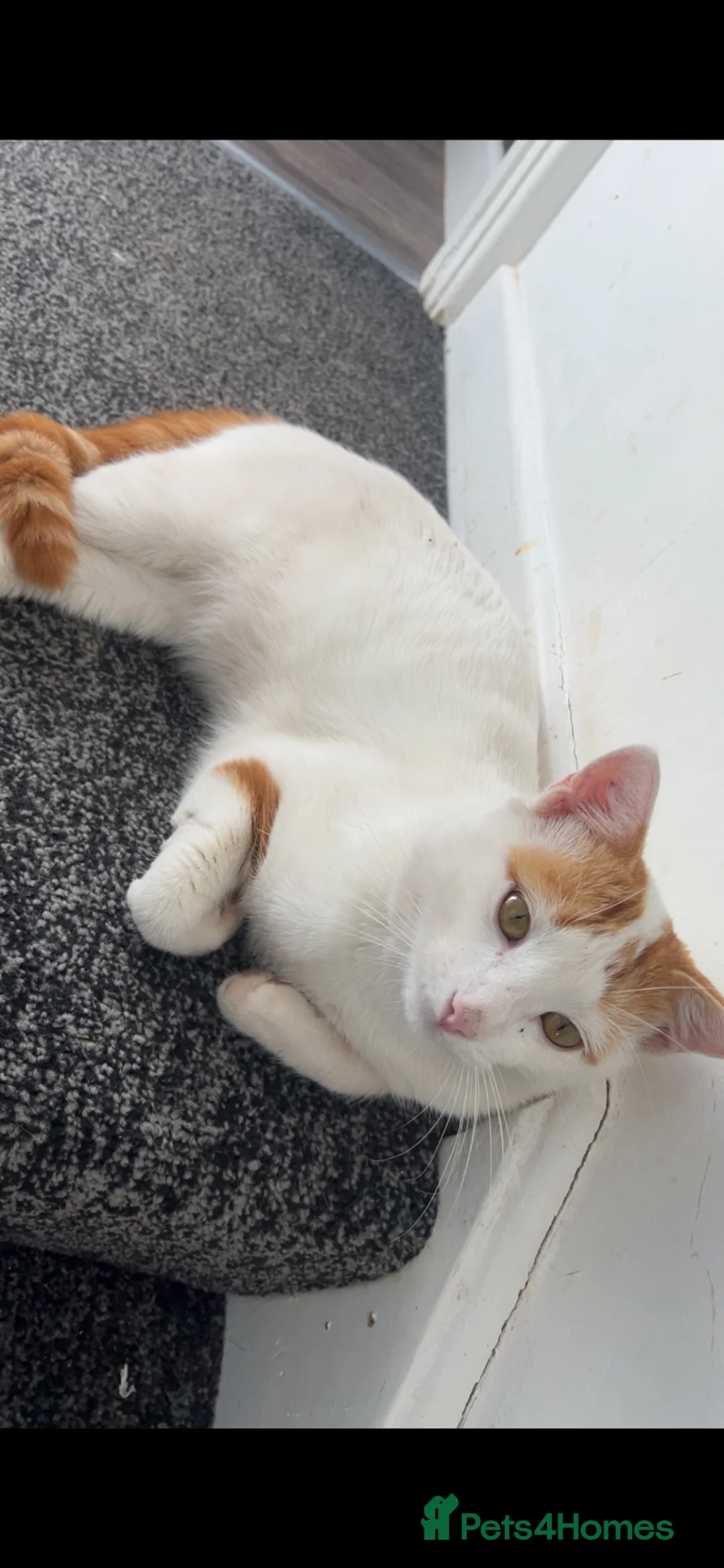 Mixed Breed cats for sale: 3 cats in Watchet - Advert 2