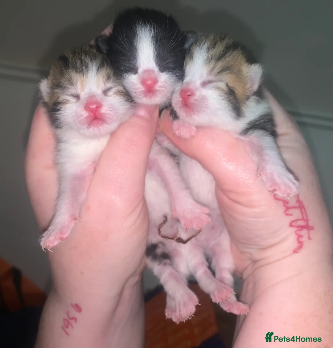 Mixed Breed cats for sale: 3 kittens - Advert 2