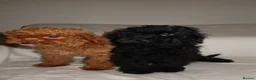 Toy Poodle dogs for sale: Toy poodle puppies  in Yarm - Advert 4