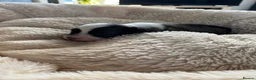 Chinese Crested dogs for sale: Lovely Chinese crested puppies for sale  - Advert 9