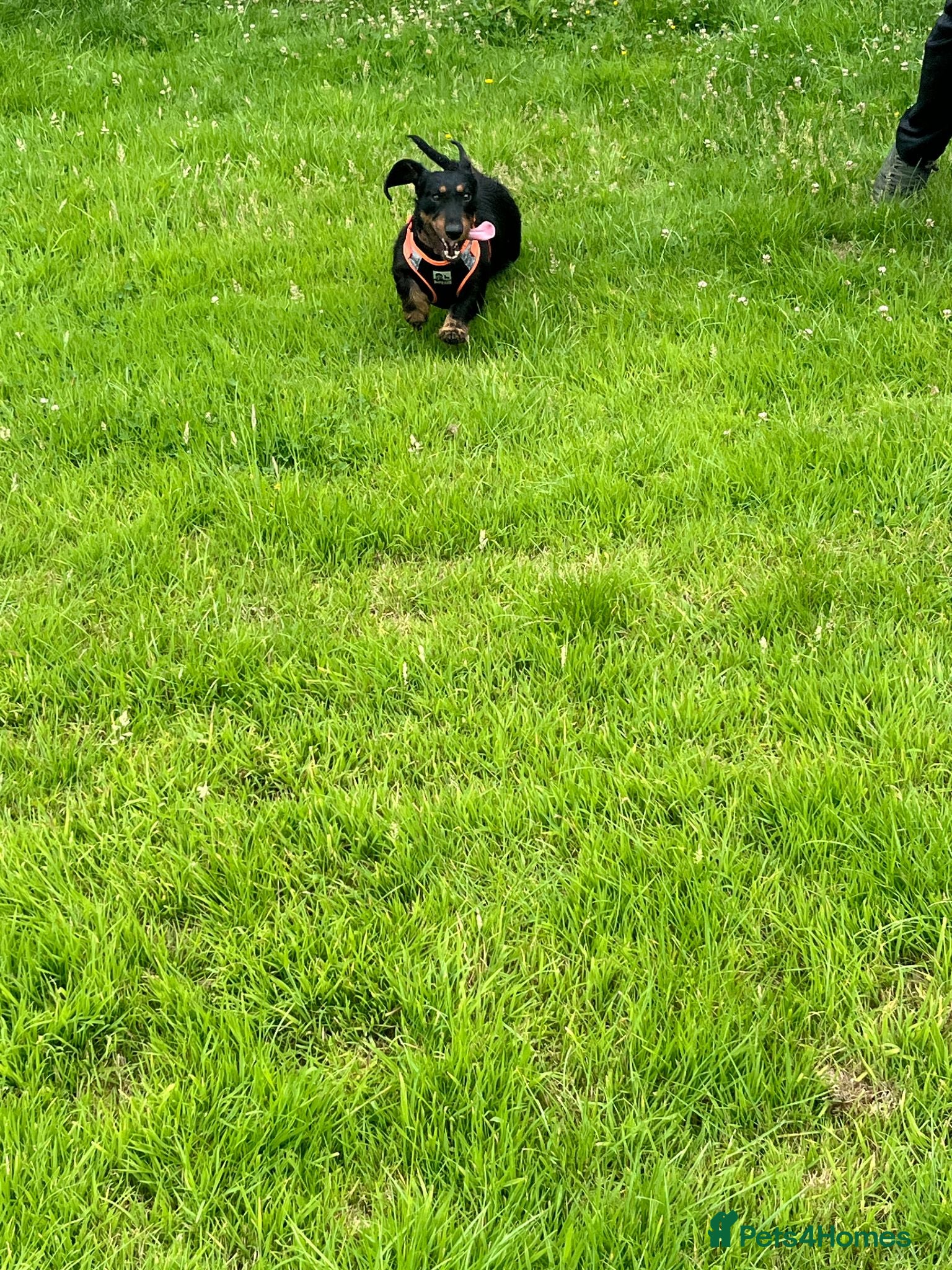 Dachshund dogs Lollie the Dachshund ⭐ - Advert 2