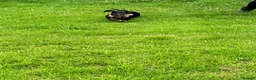 Dachshund dogs for sale: Lollie the Dachshund ⭐ - Advert 2