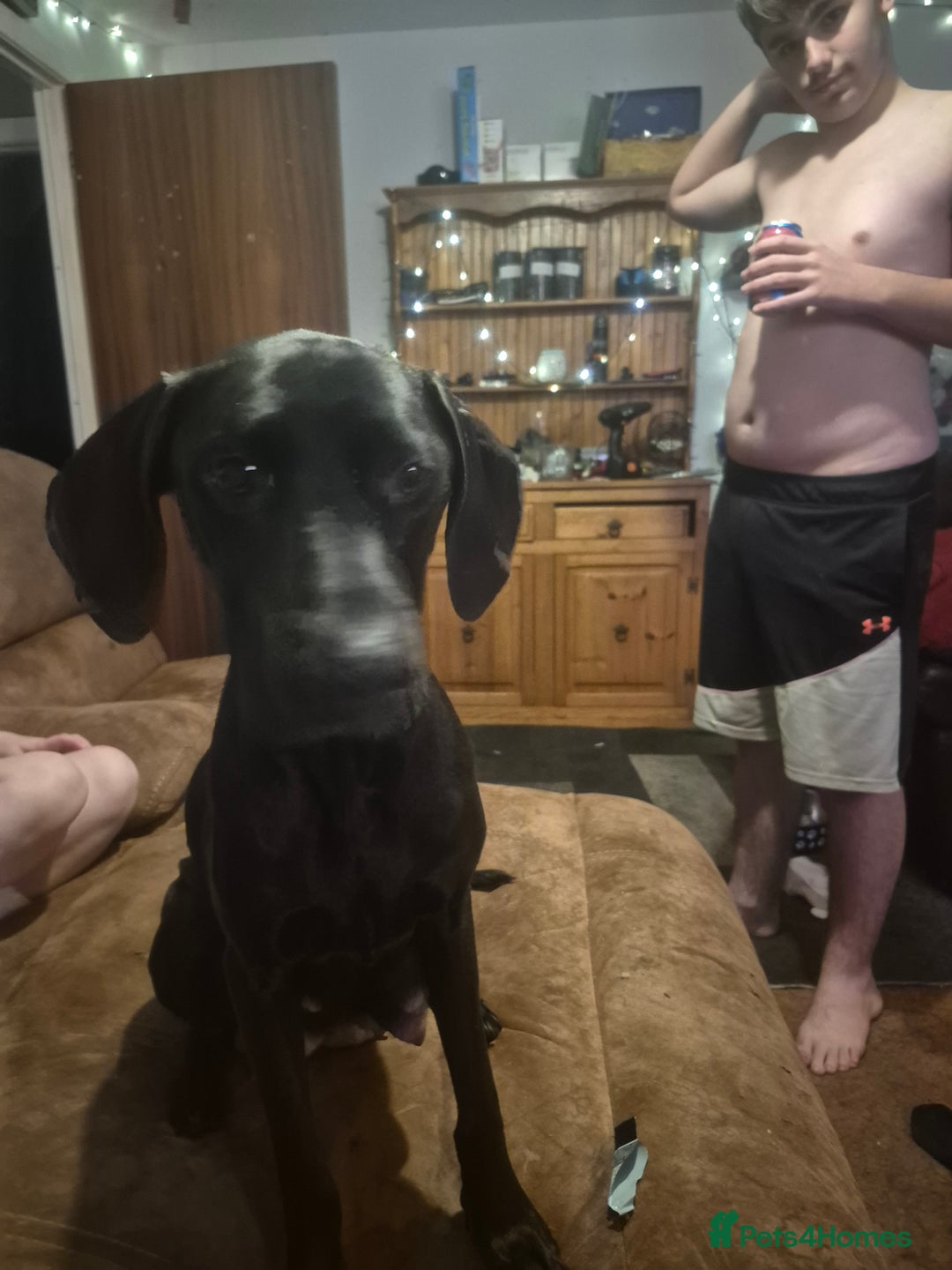 Mixed Breed dogs for sale: Staffy/border Collie/weimaraner mixed puppies - Advert 9