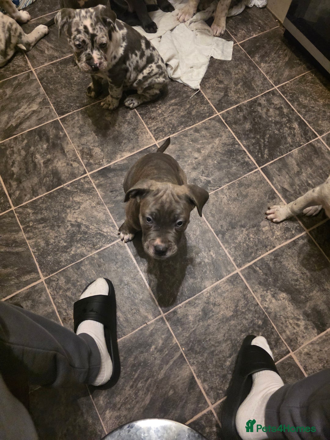 Cane Corso dogs for sale: Cane corso cross  - Advert 15