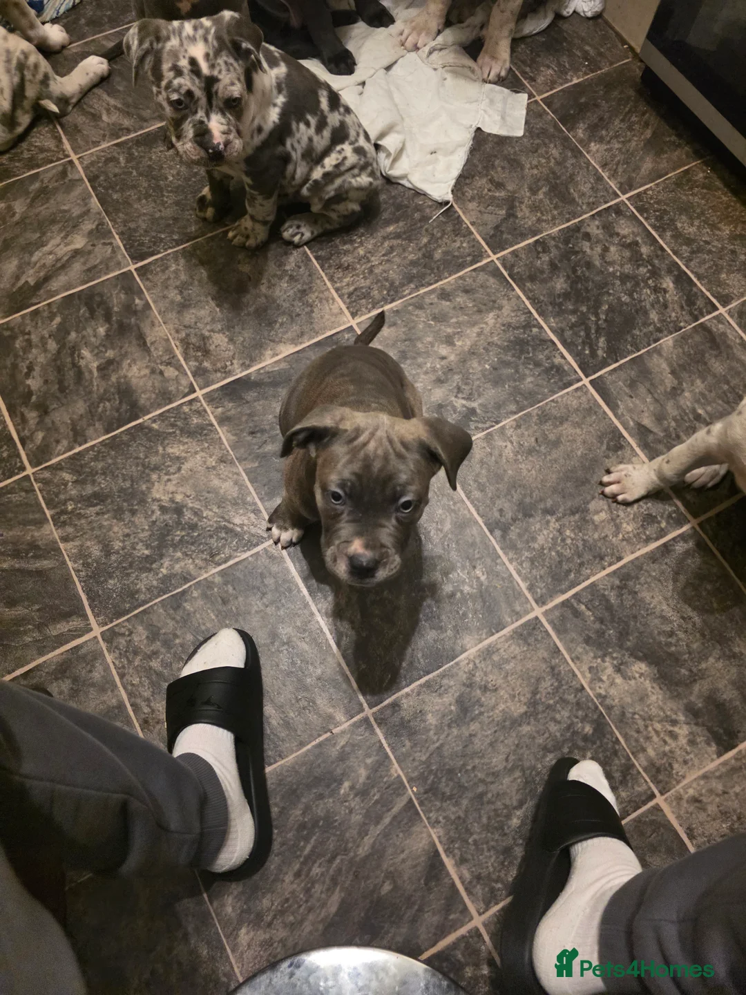 Cane Corso dogs for sale: Cane corso cross  - Advert 15