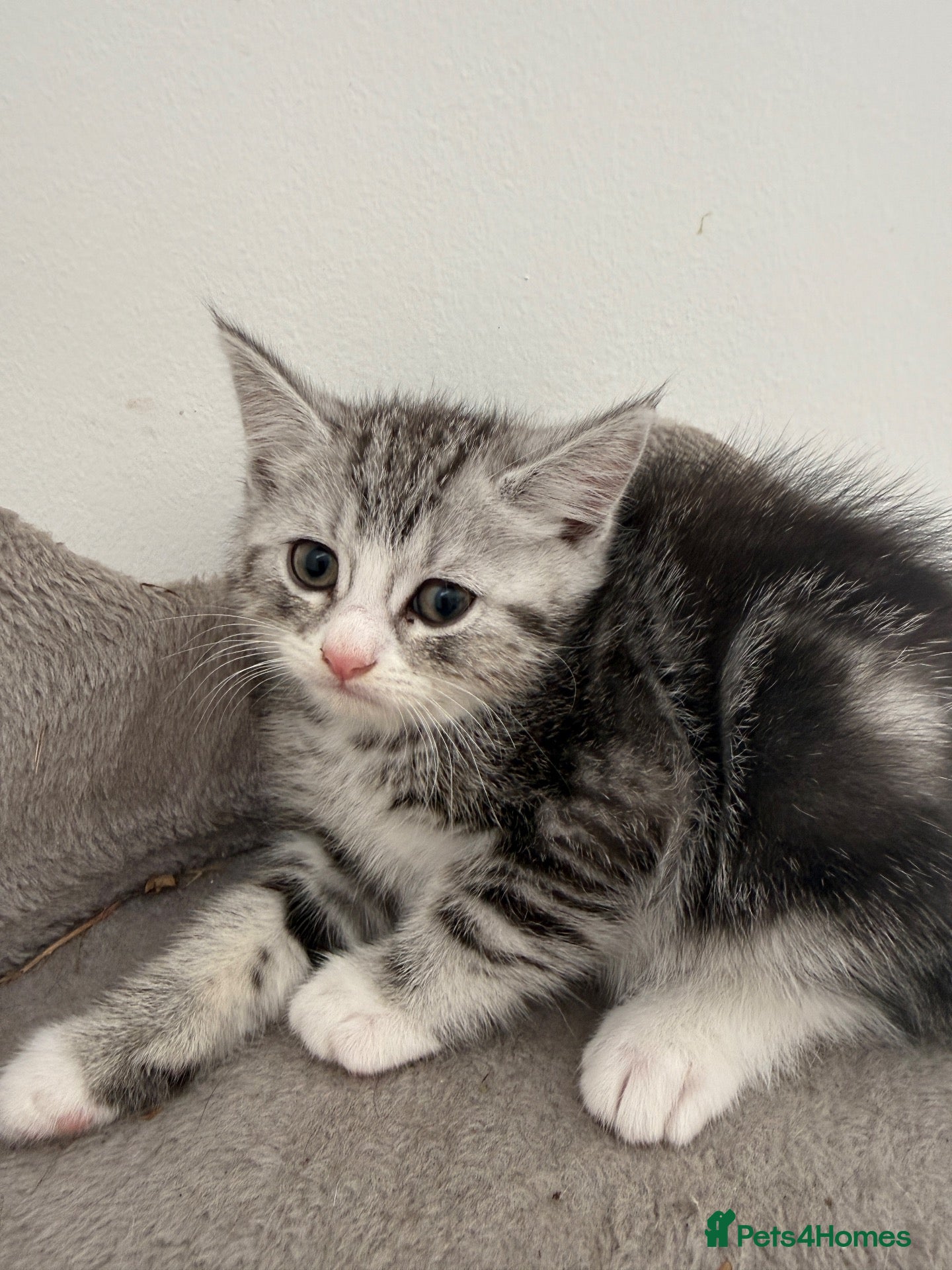 Persian cats Persian silver kittens 🩷 1 left ready to go! - Advert 2