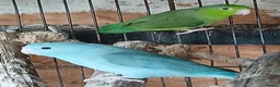 Mixed Breed birds for sale: Parrotlets Celestial  Parrotlets  - Advert 4