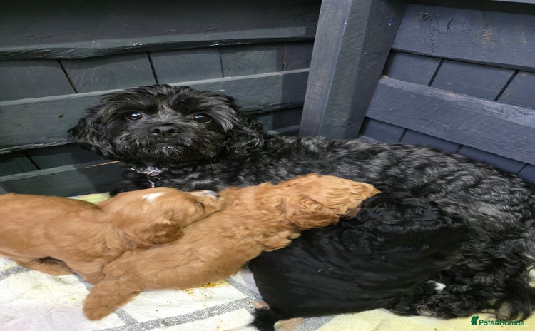 Shihpoo dogs - Advert 4