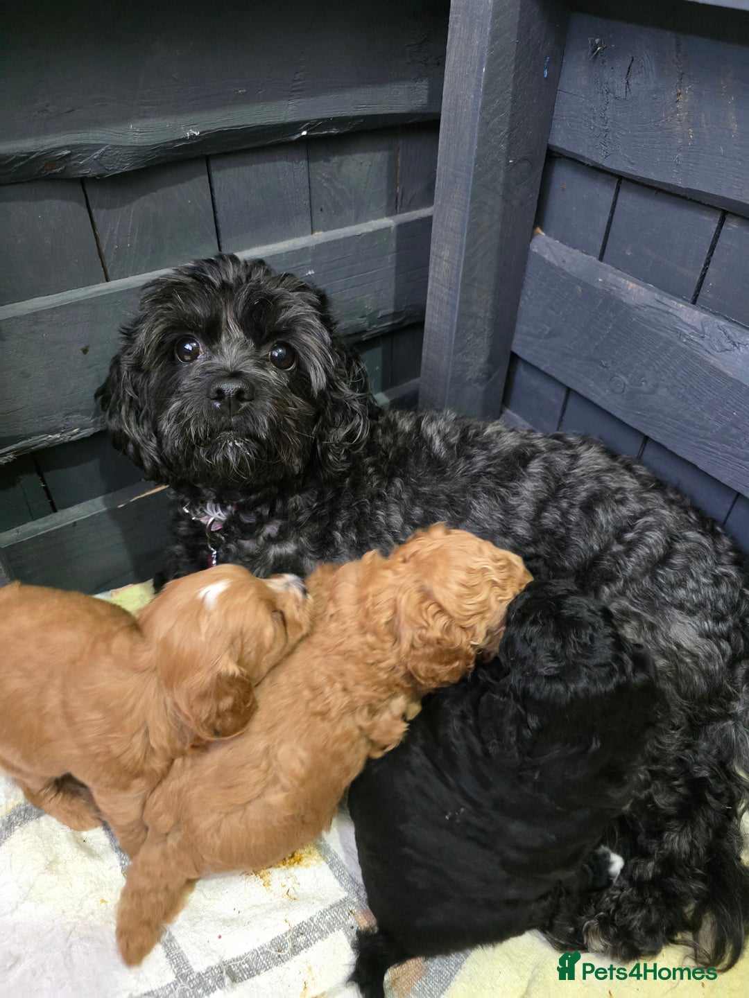 Shihpoo dogs for sale: Toy poodle x  - Image 7