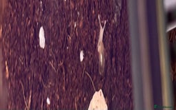 Snails invertebrates for sale: Baby African land snails  in Brigg - Image 3