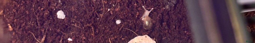 Snails invertebrates for sale: Baby African land snails  in Brigg - Image 3