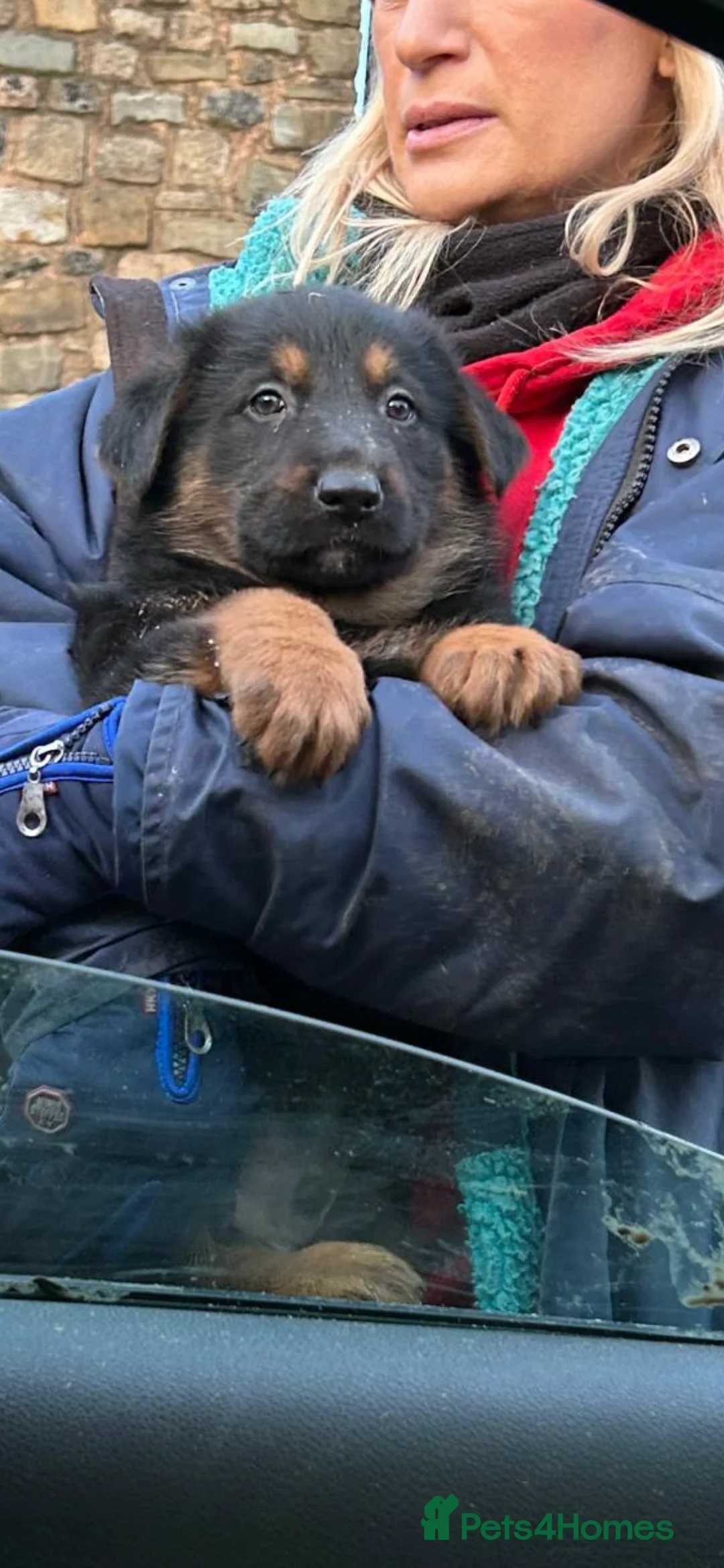 German Shepherd dogs for sale: Beautiful big German shepherd pups available  - Advert 8