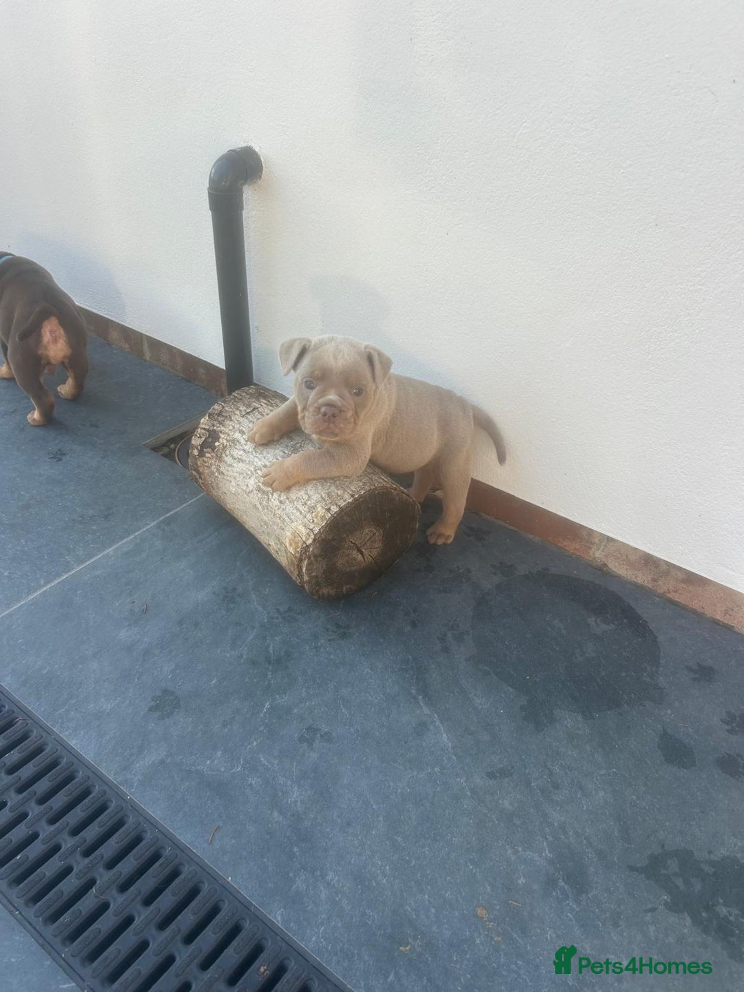 Olde English Bulldogge dogs for sale: Olde English Bulldog Puppies - Image 9