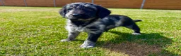 Labradoodle dogs for sale: Beautiful Merle Labradoodle Babies 🐾🐾🐾 - Advert 20