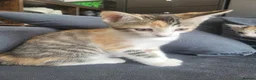 Mixed Breed cats for sale: Beautiful mixed breed kittens for sale - Advert 5