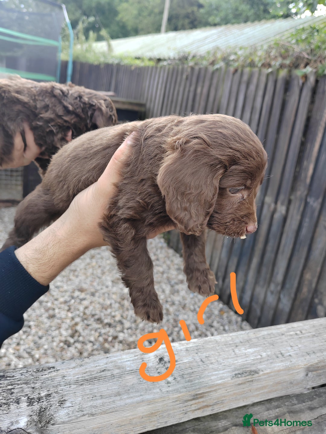 Cockapoo dogs for sale: Cookerpoo - Image 3