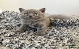 British Shorthair cats for sale: British Blue SH Kittens, TICA, Queens,Studs. - Image 14