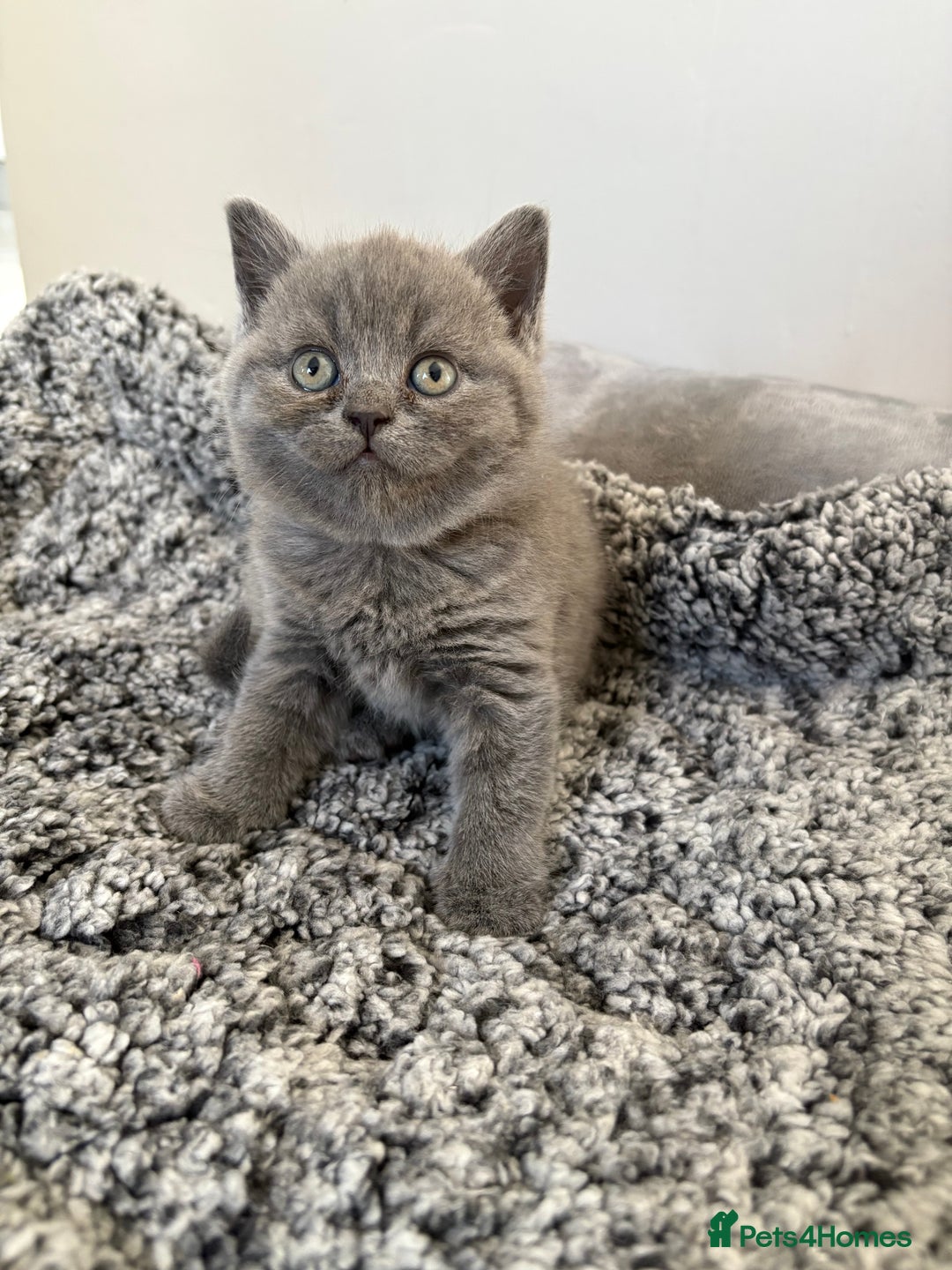 British Shorthair cats for sale: British Blue SH Kittens, TICA, Queens,Studs. - Image 14