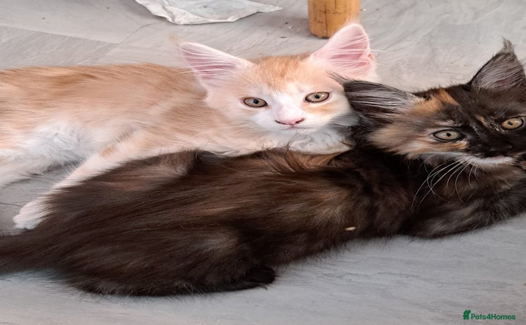 Maine Coon cats - Advert 15