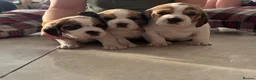Beagle dogs for sale: Stunning Beagle puppies  - Advert 8