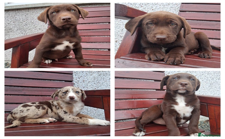 Borador dogs - Advert 1