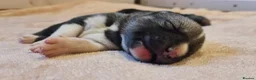 Siberian Husky dogs for sale: Well Socialised Home Raised Husky Puppies in Lincoln - Advert 19