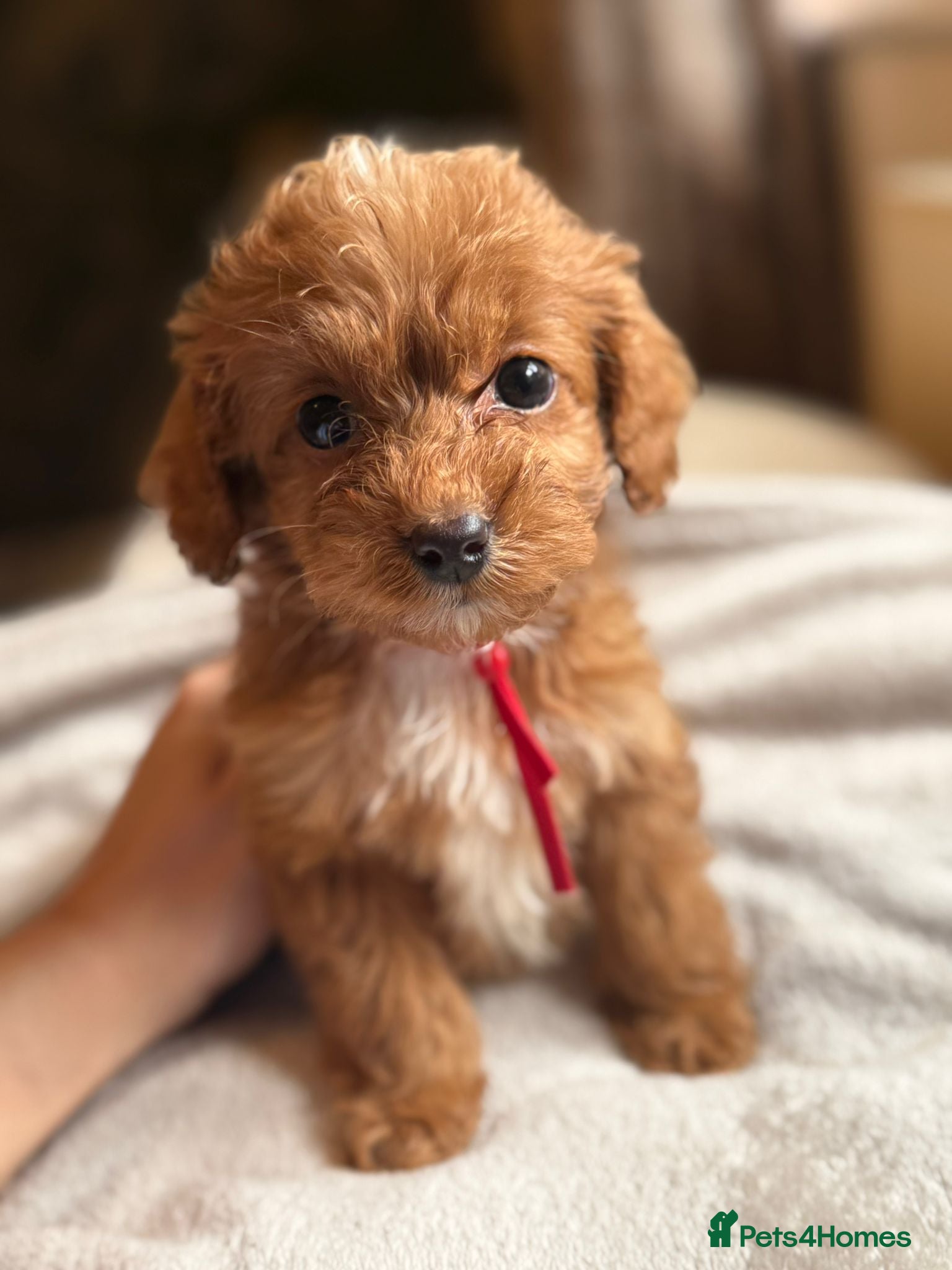 Cockapoo dogs Stunning cockapoo - Advert 2