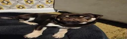 Pug dogs for sale: Pug brothers  - Advert 3
