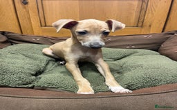 Italian Greyhound dogs for sale: Italian greyhound puppies  - Image 6