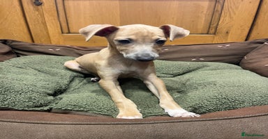 Italian Greyhound dogs - Advert 6