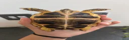 Tortoise reptiles for sale: Horsefield tortoise complete with home in Peterborough - Advert 6