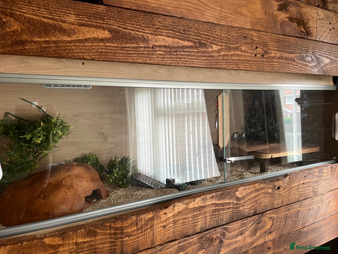 Corn Snake reptiles for sale: Corn snake for sale  - Image 6