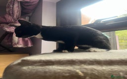 Mixed Breed cats for adoption: 3 month rescue kitten ready for adoption - Advert 4