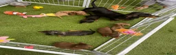 Miniature Dachshund dogs for sale: 6 beautiful miniature dachshund  in Wickford - Advert 10