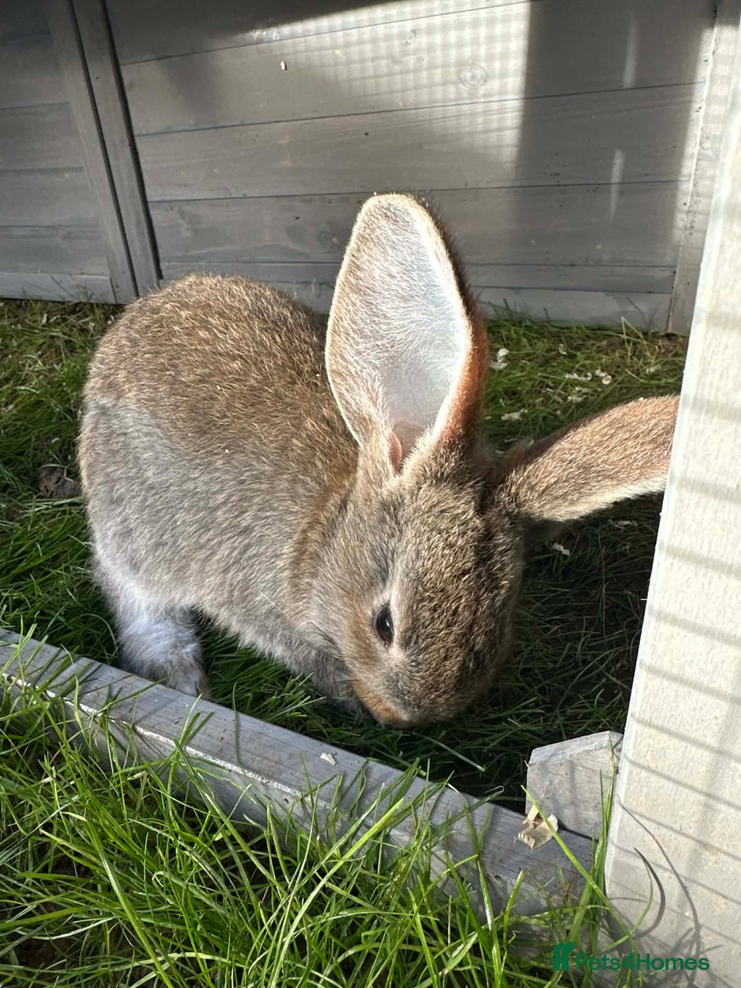 Continental Giant rabbits for sale: 3 Continental giant rabbit babies - Advert 6