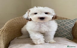 Double Doodle dogs for sale: Gorgeous Australian Double Doodle Pups - Image 9