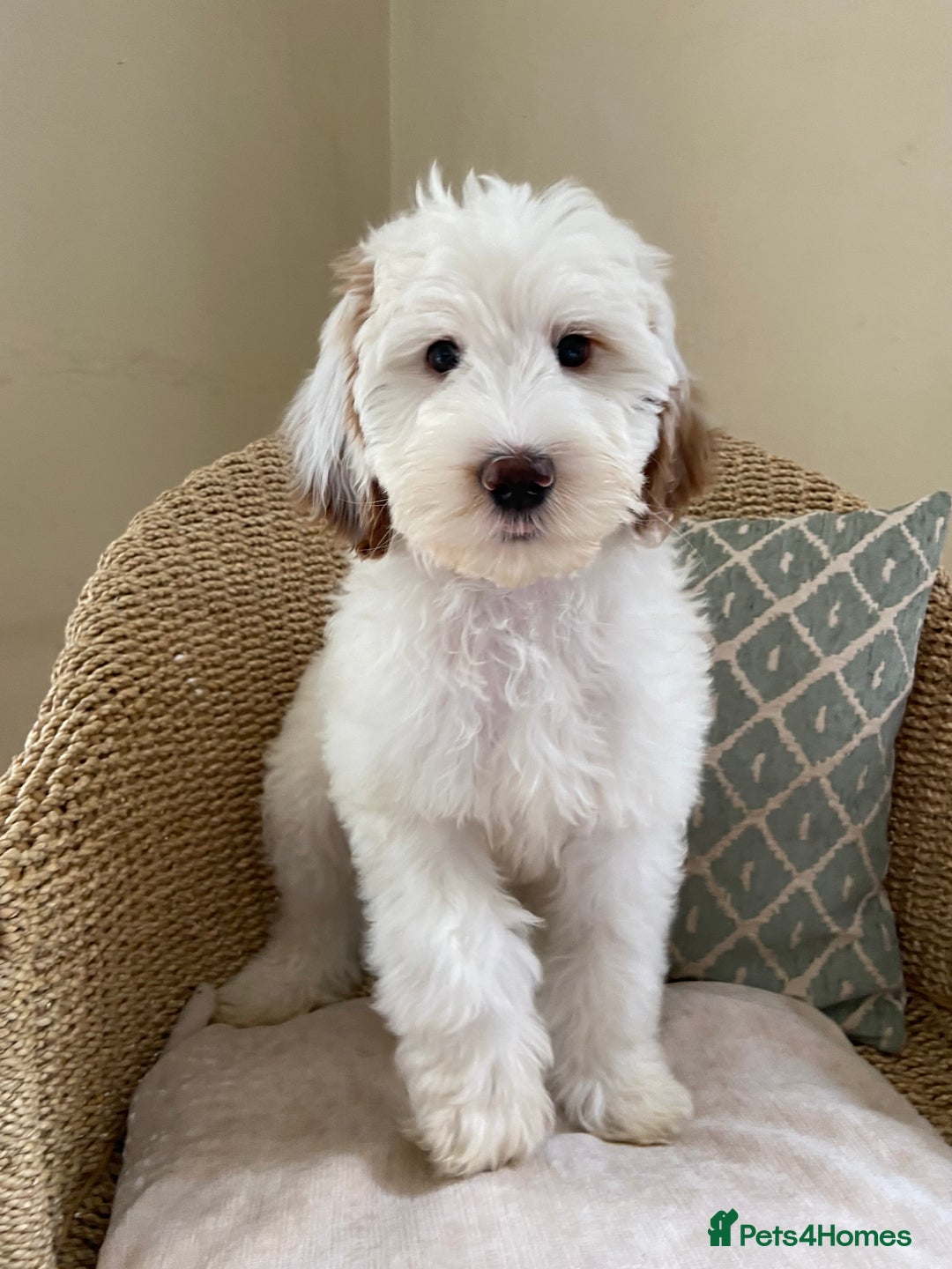 Double Doodle dogs for sale: Gorgeous Australian Double Doodle Pups - Image 9